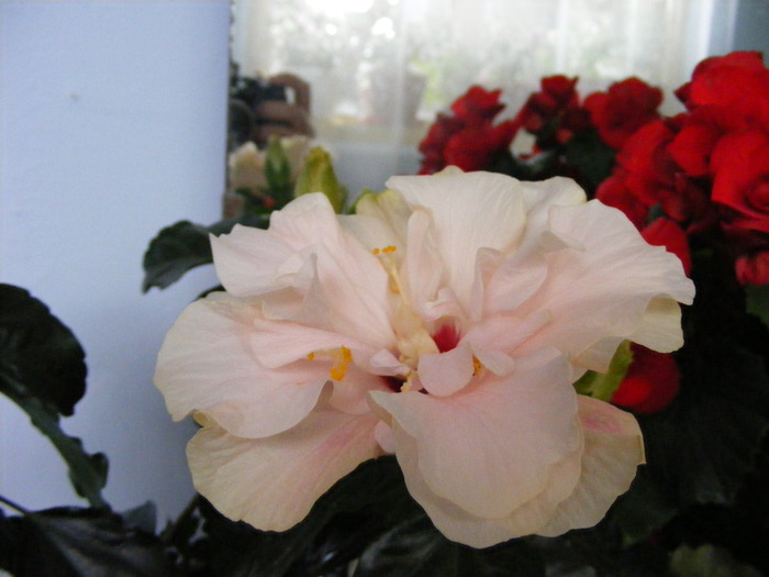 hibiscus - FLORI 2010