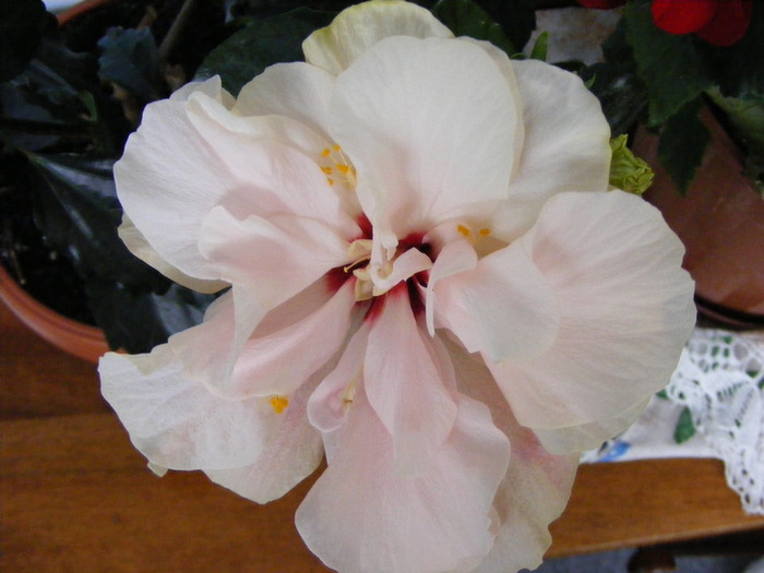 hibiscus - FLORI 2010