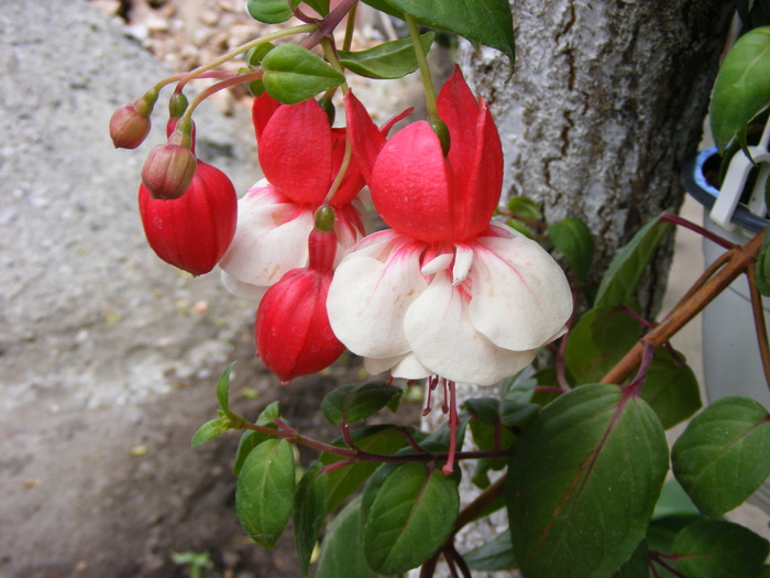 fuchsia - FLORI 2010