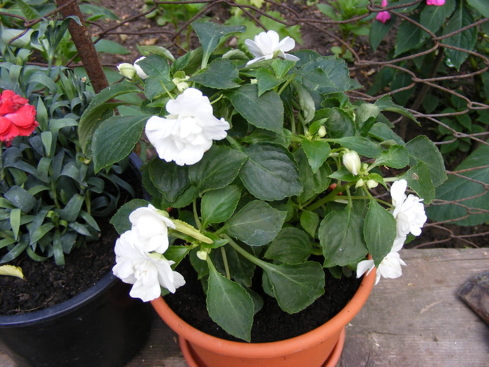 impatiens - FLORI 2010