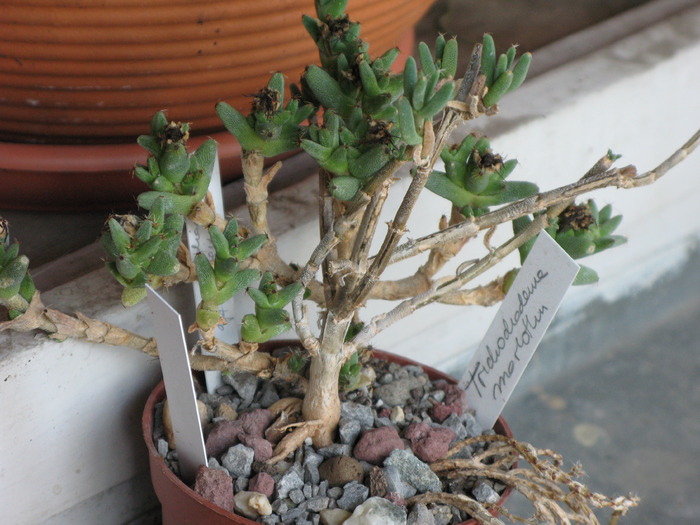 Trichodiadema marlothii CAUDEX - SUCULENTE - diverse