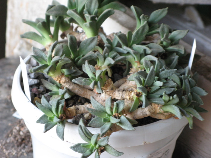 Nananthus aloides caudex - SUCULENTE - diverse