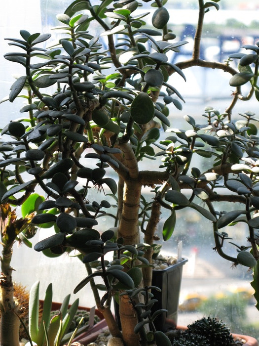 Crassula arborescens