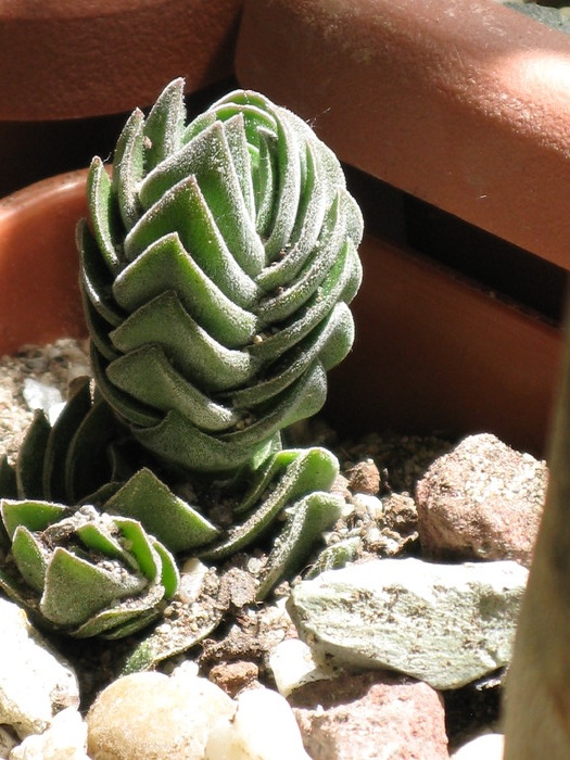 crassula buddha temple