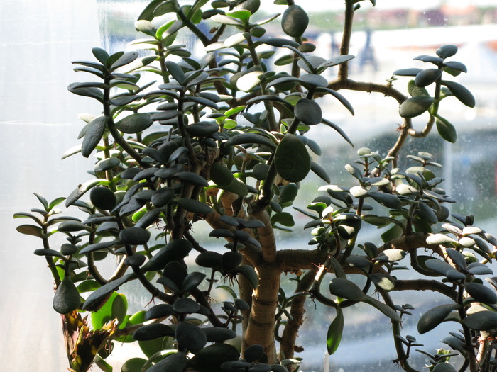 Crassula arborescens