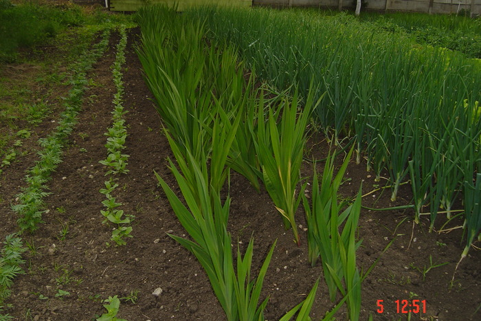 poze noi 269 - GLADIOLE 2010