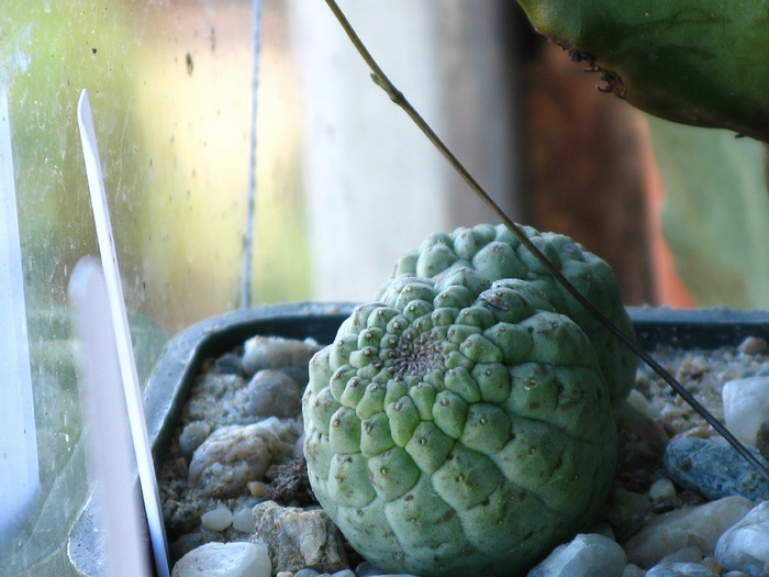 Lavrania (Larryleachia, Trichocaulon)  cactiforme