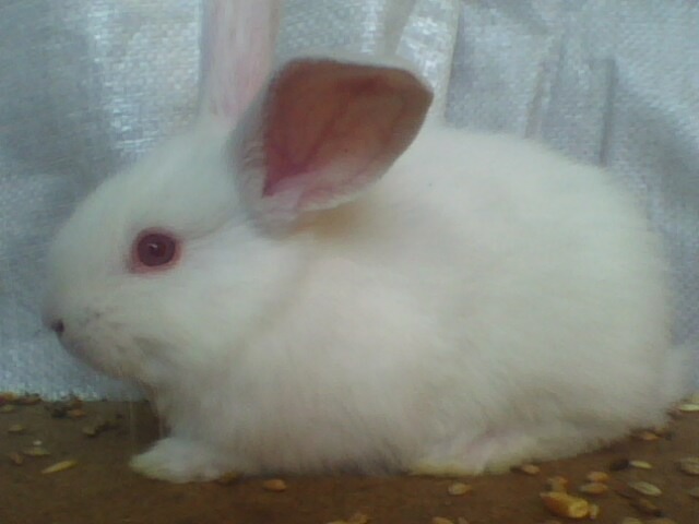 IMG0036A - CONTACT 0748783809