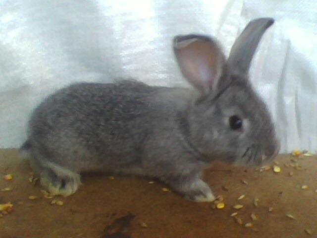 IMG0039A - CONTACT 0748783809