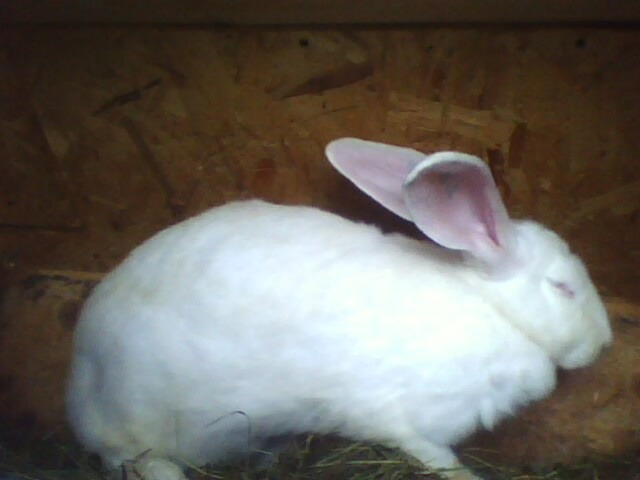 IMG0043A - CONTACT 0748783809