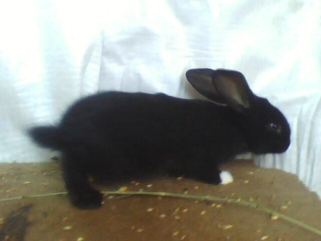 IMG0046A - CONTACT 0748783809