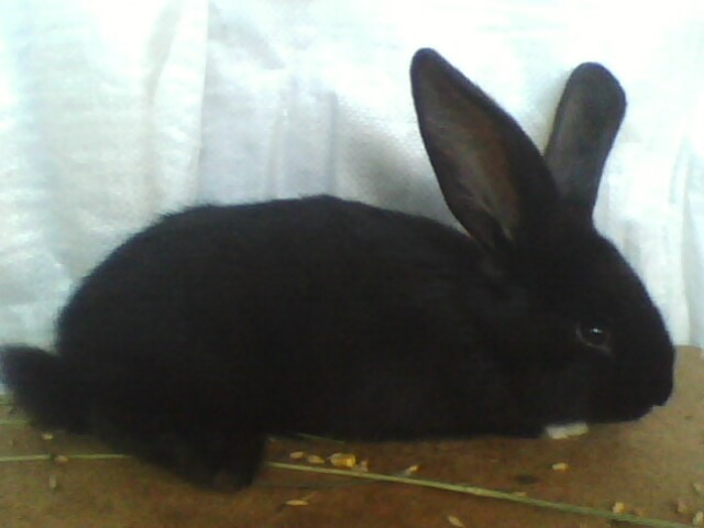 IMG0051A - CONTACT 0748783809