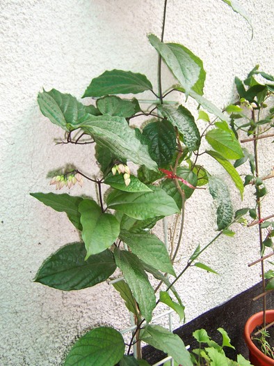 clero 2010 - clerodendron 2010