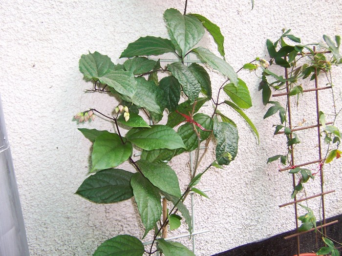 clero 2010 - clerodendron 2010