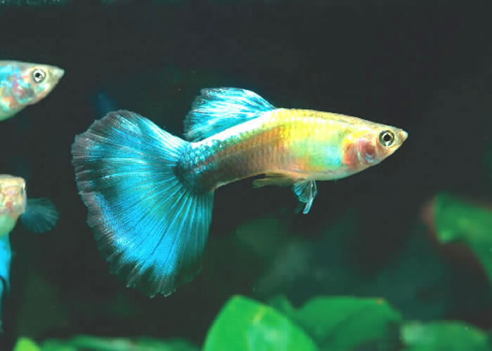 2 - Guppy