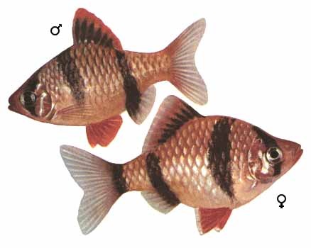 Tetra diferenta dintre mascul si femela