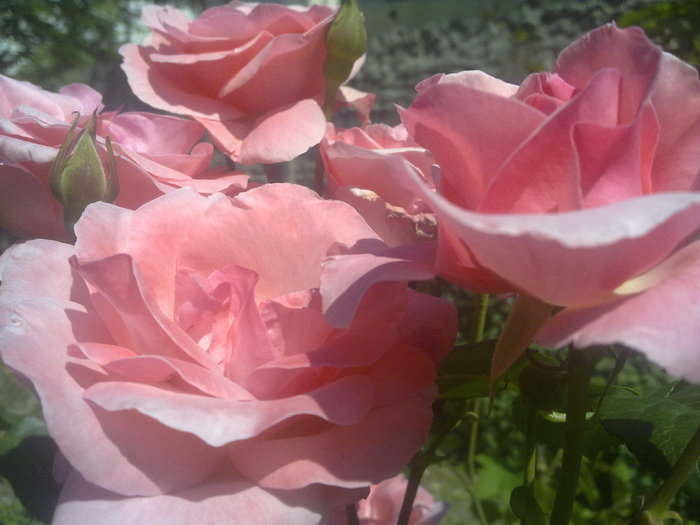 Trandafir roz - Flori - Gradina 2010-2013