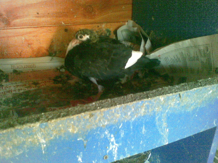 07062010(024) - poze 2010