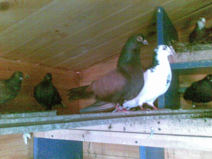 07062010(027) - poze 2010