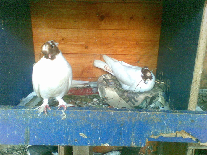 07062010(029) - poze 2010