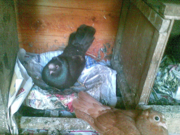 07062010(032) - poze 2010