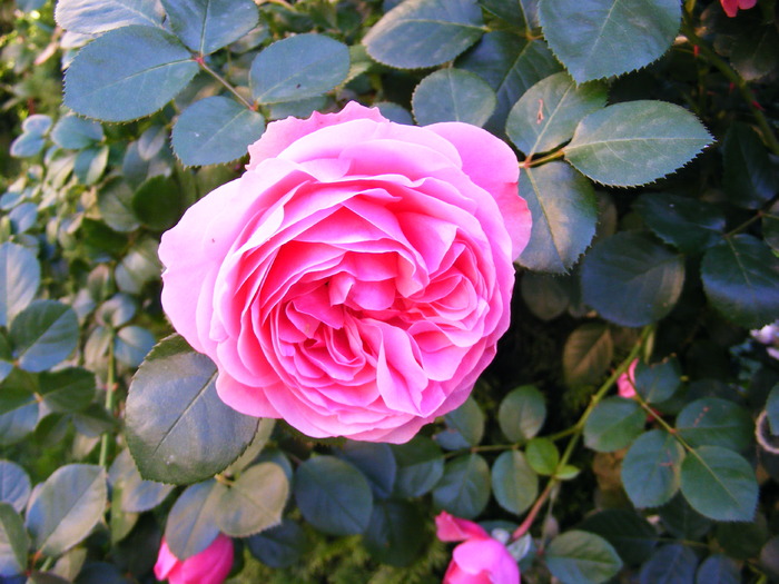 LEONARDO_DA_VINCI_8_iunie_2010 003