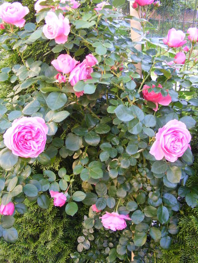 LEONARDO_DA_VINCI_8_iunie_2010 002