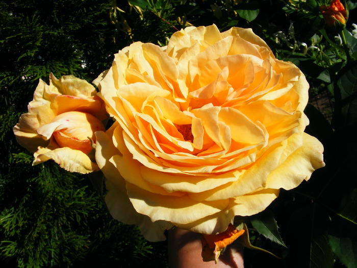 SOPHIA_RENAISSANCE_8_iunie_2010 009