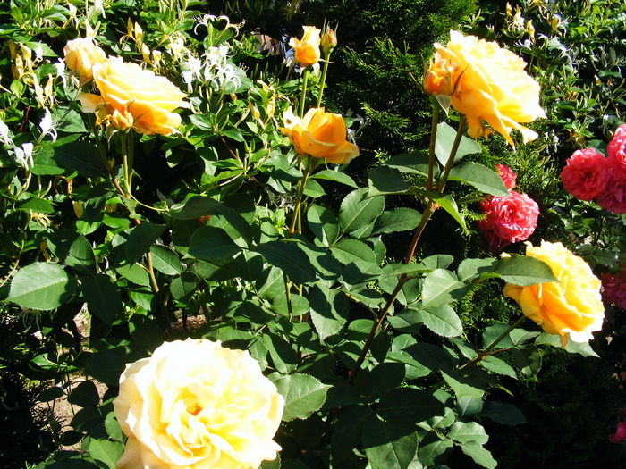 SOPHIA_RENAISSANCE_8_iunie_2010 008