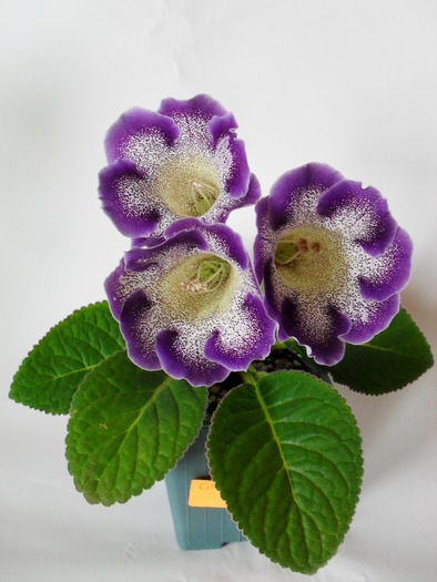 Glimmer - Gloxinii 2010