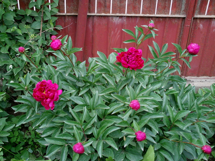 Bujor Visiniu - Floricele in gradina