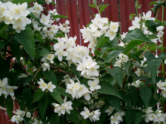 Lamaita - Floricele in gradina