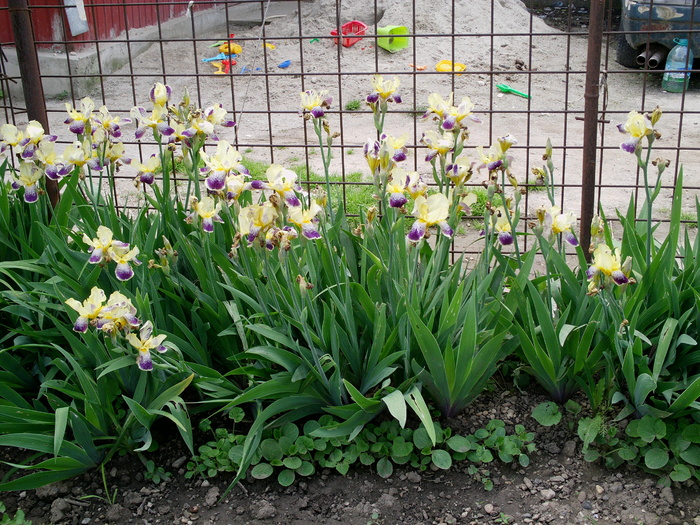 Stanjenei - Floricele in gradina