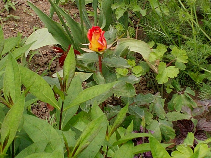 Boboc de trandafir - Floricele in gradina