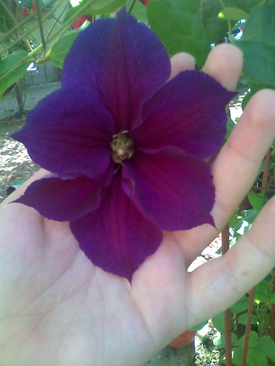 clematis - florile mele