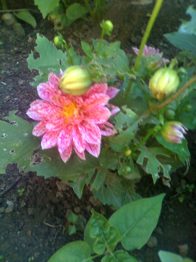 dalie pitika - florile mele