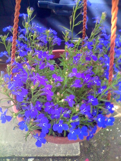 lobelie - florile mele