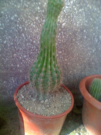cactusss - florile mele