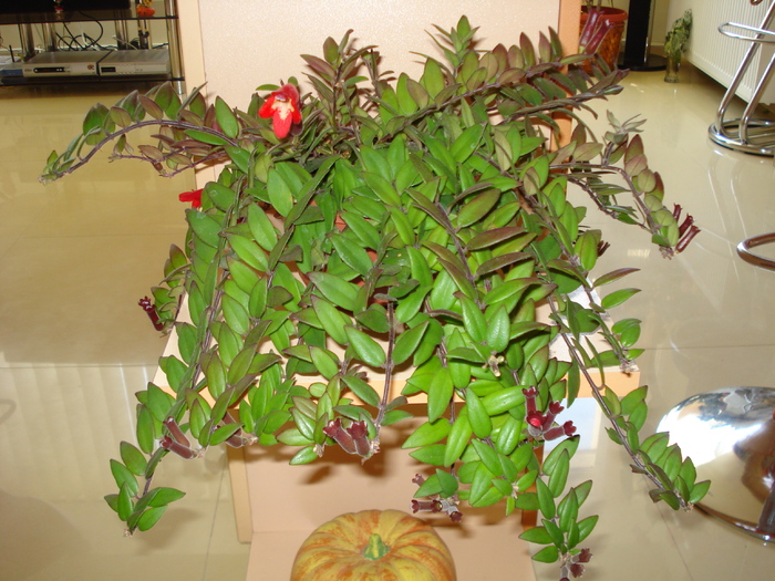 AESCHINANTHUS DIN NOU CU BOBOCEI