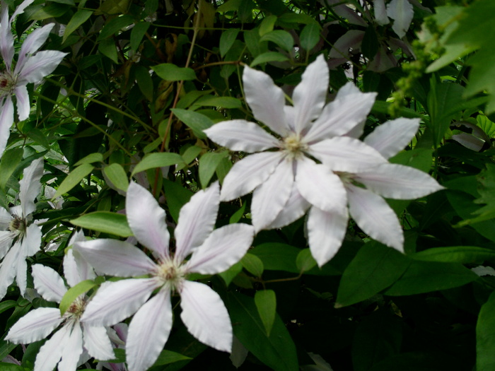 Clematita