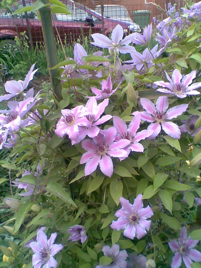 Clematita alba-roz