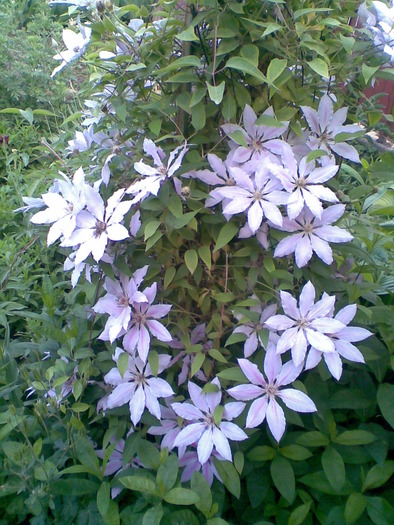 Clematita - Primavara 2010