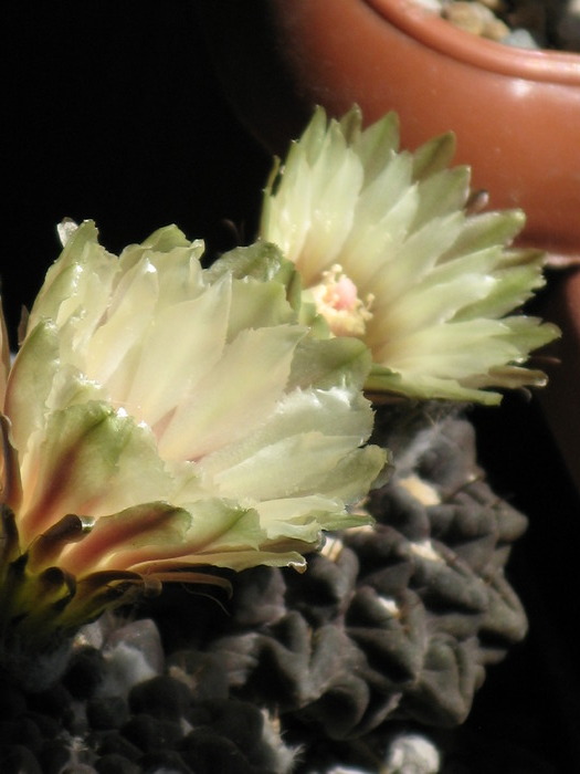 Neochilenia.occulta - CACTACEAE - diverse specii si genuri