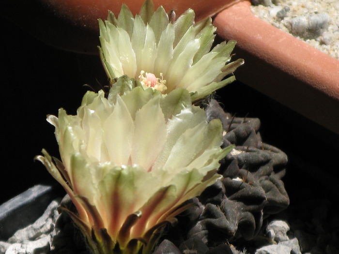 Neochilenia.occulta - CACTACEAE - diverse specii si genuri