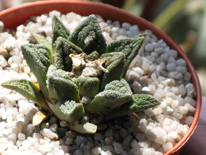 Ariocarpus fissuratus var. bravoanus