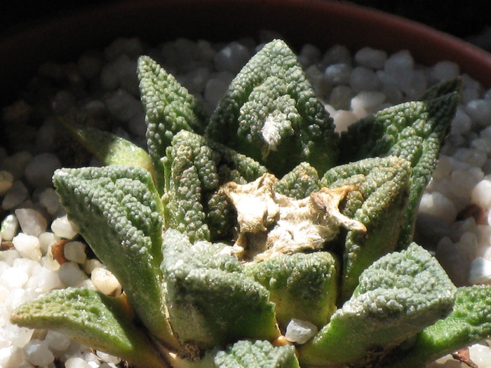 Ariocarpus fissuratus var. bravoanus - CACTACEAE - diverse specii si genuri