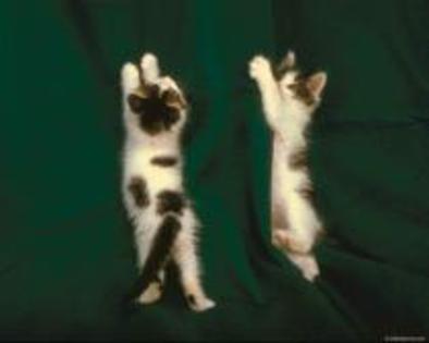 2kittens - animale haioase