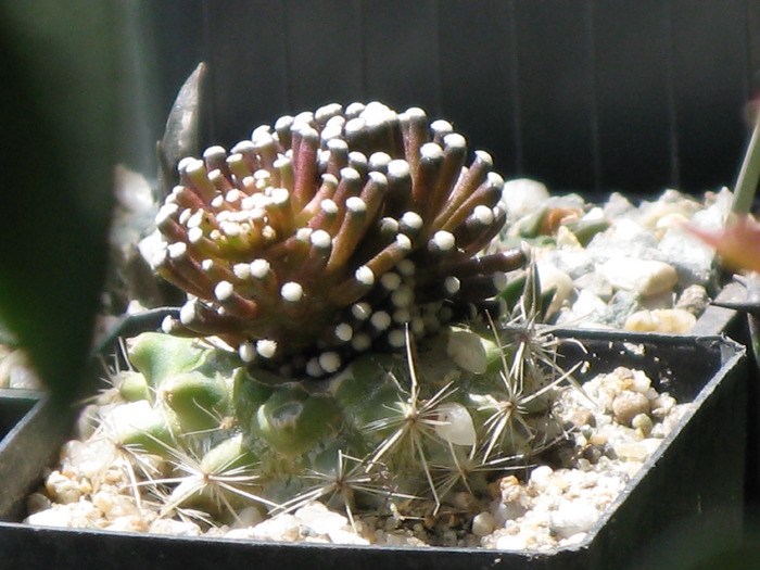 Mammillaria luethy - CACTACEAE - diverse specii si genuri