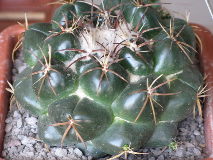Coryphantha elephantidens - CACTACEAE - diverse specii si genuri