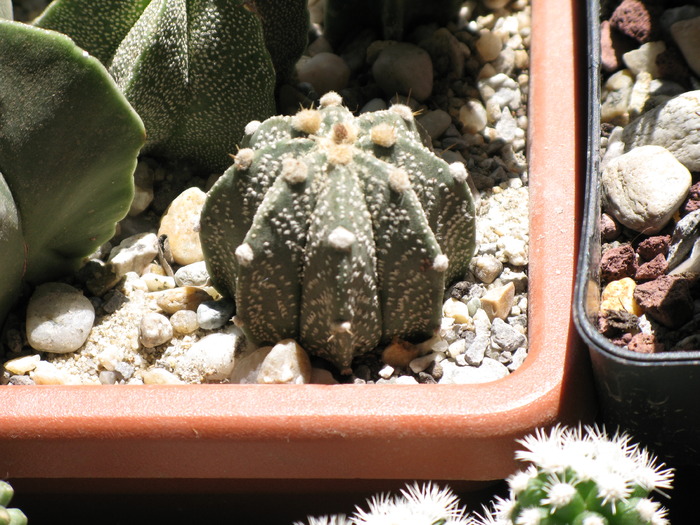 ASTROPHYTUM HYBRID - CACTACEAE - diverse specii si genuri